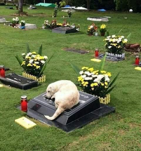 Makes Me Cry To See All Of The Dog Pics Heartbreaking 10 Makes Me Cry To See All Of The Dog Pics Heartbreaking