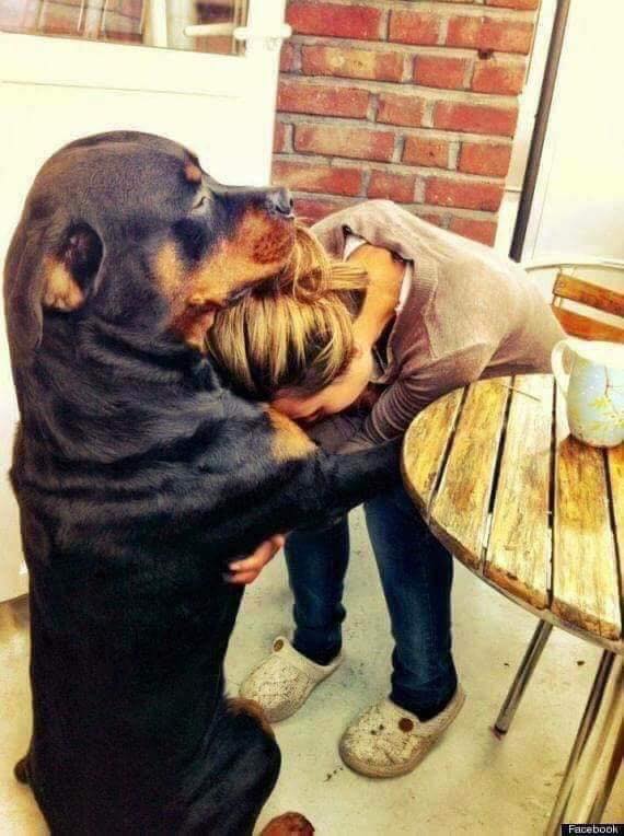 Makes Me Cry To See All Of The Dog Pics Heartbreaking 11 Makes Me Cry To See All Of The Dog Pics Heartbreaking