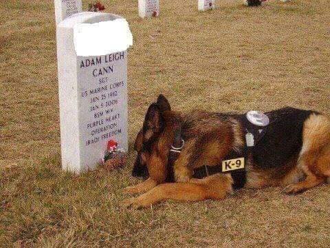 Makes Me Cry To See All Of The Dog Pics Heartbreaking 3 Makes Me Cry To See All Of The Dog Pics Heartbreaking