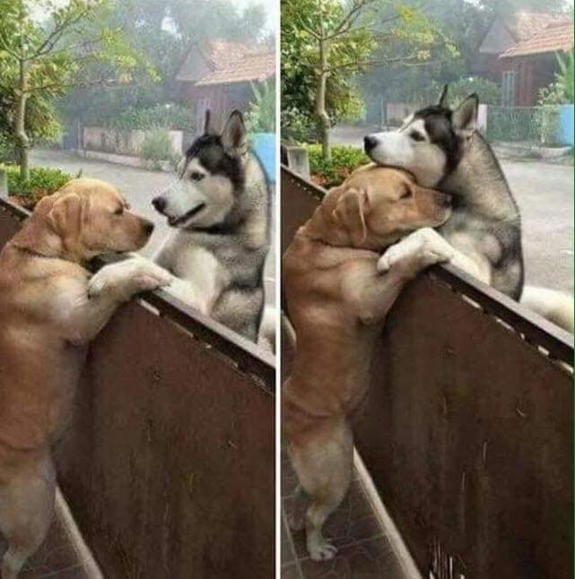 Makes Me Cry To See All Of The Dog Pics Heartbreaking 6 Makes Me Cry To See All Of The Dog Pics Heartbreaking