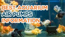 Best Aquarium Air Pumps Which Make Your Mind Better