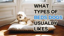 What Types of Beds Dogs Usually Likes