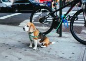 Bike Tow Leash Allows dog to efficiently propel the bike