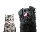The Best Dog Foods And Guide
